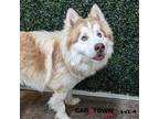 Adopt Nemo a Siberian Husky / Mixed dog in Lexington, KY (41431323)