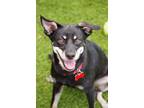 Adopt Marx a Black - with Tan, Yellow or Fawn Manchester Terrier / Mixed dog in