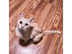 Adopt Daisy Kitten a Tan or Fawn Domestic Shorthair / Mixed (short coat) cat in