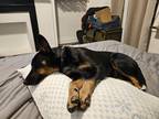 Adopt Toby a Black - with White Australian Cattle Dog / Mixed dog in Columbia