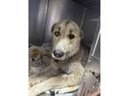 Adopt Britta a Brown/Chocolate Husky / German Shepherd Dog / Mixed (short coat)