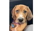 Adopt Katie Girl WV a Brown/Chocolate - with White Redbone Coonhound / Mixed dog