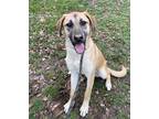 Adopt Michelle a Anatolian Shepherd / Mixed dog in Versailles, KY (41431396)