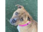 Adopt Mara a Tan/Yellow/Fawn Staffordshire Bull Terrier / Mixed Breed (Medium) /