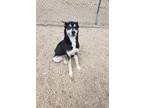 Adopt Roki a Husky / German Shepherd Dog / Mixed dog in Maquoketa, IA (41090812)