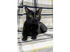 Adopt Silas a All Black Domestic Shorthair / Mixed Breed (Medium) / Mixed (short