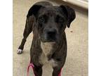 Adopt Maybelle a Black Catahoula Leopard Dog / Mixed Breed (Medium) / Mixed