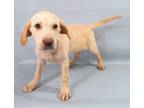 Adopt Nicholas a Brindle Golden Retriever / Mixed Breed (Medium) / Mixed (short