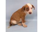 Adopt Rockie Road a Brindle Manchester Terrier / Mixed Breed (Medium) / Mixed