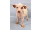 Adopt Cherry a White Manchester Terrier / Mixed Breed (Medium) / Mixed (short