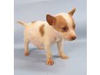 Adopt Mint Chip a White Manchester Terrier / Mixed Breed (Medium) / Mixed (short