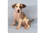 Adopt Rum Raisin a Merle Manchester Terrier / Mixed Breed (Medium) / Mixed