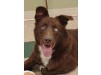 Adopt Wyatt a Brindle Border Collie / Mixed Breed (Medium) / Mixed (medium coat)