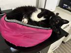 Adopt Shimmy a All Black Domestic Shorthair / Mixed Breed (Medium) / Mixed