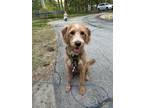 Adopt Klayton a Red/Golden/Orange/Chestnut - with White Labradoodle /