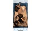 Adopt Baby a Gray, Blue or Silver Tabby American Shorthair / Mixed (short coat)