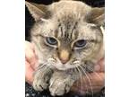 Adopt Pumbaa a Cream or Ivory Domestic Shorthair / Mixed Breed (Medium) / Mixed