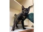 Adopt SHEENA a Brown Tabby Domestic Shorthair / Mixed Breed (Medium) / Mixed