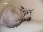 Adopt Jasmine a Cream or Ivory Siamese / Mixed Breed (Medium) / Mixed (short