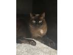 Adopt COCO a Cream or Ivory Siamese / Mixed Breed (Medium) / Mixed (short coat)