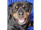 Adopt Rocky Conklin a Black - with Tan, Yellow or Fawn Rottweiler / Mixed dog in