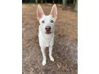 Adopt Bruce a Husky / Shepherd (Unknown Type) / Mixed dog in greenville