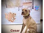 Adopt PTH Cesar a Brindle American Pit Bull Terrier / Mixed dog in Batavia