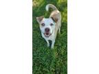 Adopt Poncho a Pit Bull Terrier / Mixed dog in Boston, KY (39726001)