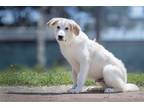 Adopt Po a Great Pyrenees / Mixed dog in Boston, KY (39921664)