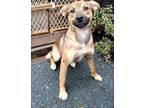 Adopt Linus (Rio) a Black - with Tan, Yellow or Fawn German Shepherd Dog /
