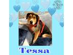 Adopt Tessa a German Shepherd Dog / Husky / Mixed dog in Boston, KY (40630418)