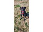 Adopt Peavy a Labrador Retriever / Mixed dog in Boston, KY (40725759)