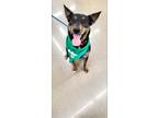 Adopt Meeko a Australian Cattle Dog / Mixed dog in Boston, KY (39921665)