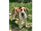 Adopt Chase a Brindle Australian Cattle Dog / Foxhound / Mixed (short coat) dog