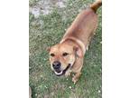 Adopt Harley a Tan/Yellow/Fawn Chow Chow / Carolina Dog / Mixed (short coat) dog