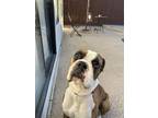 Adopt Copper a Brindle - with White Boxer / Mixed dog in Visalia, CA (41430780)