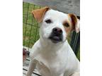 Adopt Susie Q a Brown/Chocolate - with Black Jack Russell Terrier / Mixed dog in