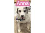 Adopt Anna a White - with Brown or Chocolate Beagle / Hound (Unknown Type) /