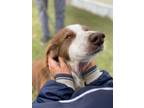 Adopt Duke a White - with Brown or Chocolate Border Collie / Mixed dog in
