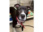 Adopt Oreo Cupcake a Black American Pit Bull Terrier / Mixed Breed (Medium) /
