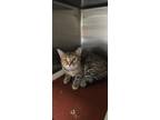 Adopt Frannie a Brown Tabby Domestic Shorthair / Mixed Breed (Medium) / Mixed