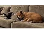 Adopt Murphy/Charlie a Brown/Chocolate - with White Australian Cattle Dog /