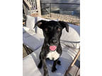 Adopt Stuart a Black Labrador Retriever / American Staffordshire Terrier / Mixed