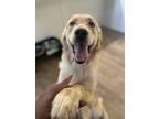Adopt Ruger a Red/Golden/Orange/Chestnut Golden Retriever / Mixed dog in