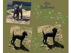 Adopt Ava Ballerina a Black Poodle (Miniature) / Mixed dog in E Wenatchee