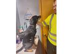 Adopt Stormy a Black - with Tan, Yellow or Fawn Australian Kelpie / Mixed dog in