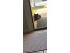 Adopt Baby a All Black Domestic Shorthair / Mixed (short coat) cat in San