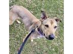 Adopt Kye a Tan/Yellow/Fawn German Shepherd Dog dog in La Crosse, WI (40161447)