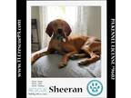 Adopt Sheeran 040624 a Red/Golden/Orange/Chestnut - with Black Redbone Coonhound