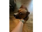 Adopt Ryder a Brindle Boxer / Mixed dog in Clarksville, TN (41430471)